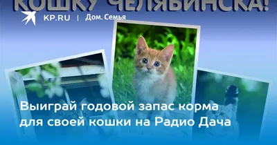 Радио Дача» выбирает «Главную кошку Новосибирска» 2017 года - 31 декабря  2016 - НГС