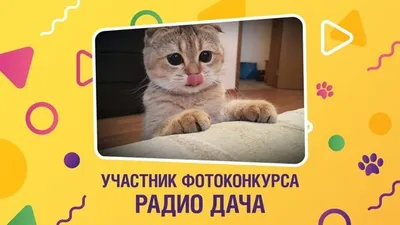 Фотоконкурс Радио Дача - Главная кошка Иванова