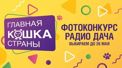 На Радио Дача выбрали Главную кошку Ярославля! - 12 декабря 2016 - 76.ru