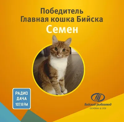 VSE42 Афиша Кемерово / Спектакли / «Щелкунчик и кошки» (0+)
