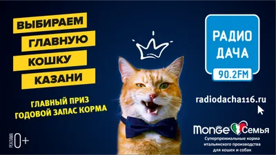 Радио Дача подарило корм приютам для кошек