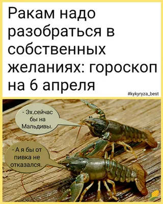 Гороскоп на 19 июля: Овны должны отдохнуть, а Раки сконцентрироваться на  работе - МЕТА