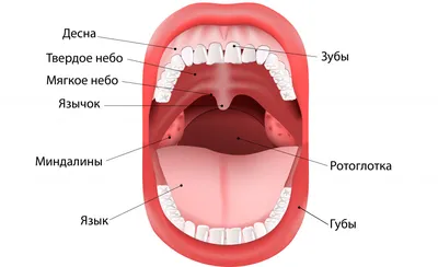 🇷🇺 Плоскоклеточный рак языка T2N0... - Maxillofacial Surgery | Facebook