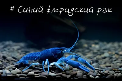 Американский сигнальный рак оккупирует водоемы Гродненской области — Блог  Гродно s13