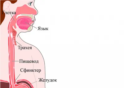 Рак пищевода: симптомы, признаки, диагностика и лечение