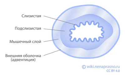 Лечение рака пищевода в Израиле