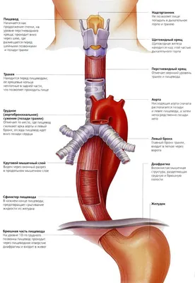 Распознать и обезвредить. Какие симптомы указывают на рак пищевода? |  Здоровая жизнь | Здоровье | Аргументы и Факты