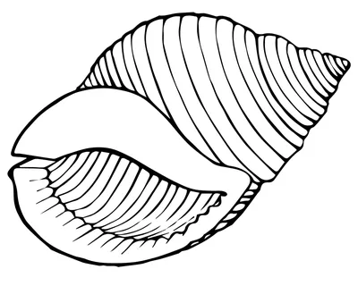Ракушка на берегу моря — раскраска для детей. Распечатать бесплатно.