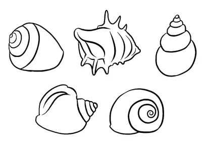 Ракушка 3 вида (листай фото) в интернет-магазине Ярмарка Мастеров по цене  180 ₽ – LXYFCRU | Ракушки, Анапа - доставка по России
