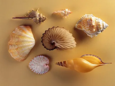 морские ракушки на песке в стеклянной тарелке Фон Обои Изображение для  бесплатной загрузки - Pngtree