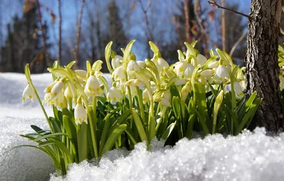 Файл:Левитан Ранняя весна (Полтава).jpg — Википедия