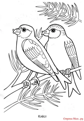Раскраски Для детей зимующие птицы 4 5 лет (37 шт.) - скачать или  распечатать бесплатно #2685