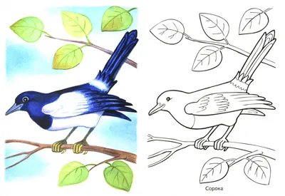 Зимующие птицы раскраски для детей - 83 фото