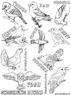 Загружайте бесплатно раскраску Птички в кормушке из нашей зимней подборки.  Распечатайте на нашем сайте в… | Bird coloring pages, Coloring books,  Coloring book pages