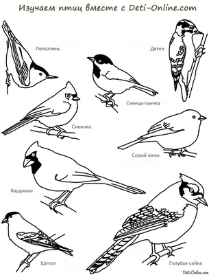 Раскраска Ворон | Раскраски птиц. Картинки птиц, рисунки птиц