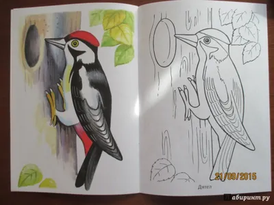 Раскраска Зимующие птицы | Раскраски зима для детей распечатать, скачать