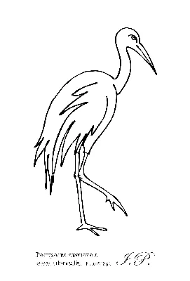Иллюстрация 5 из 16 для Раскраска Зимующие птицы | Лабиринт - книги.  Источник: Марина Епифанцева