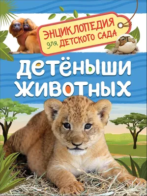 Рассматривая картинки с животными маленький лева фотографии