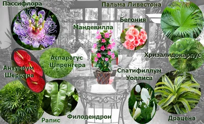 Самые красивые многолетние вьющиеся растения для дачи: фото и названия 🌸 |  Школа садовода | Дзен