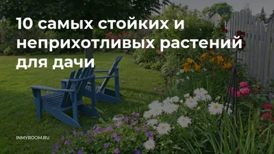 Тенелюбивые растения для дачи: варианты для посадки