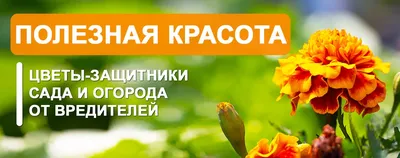 Цветы и растения для дачи. Цветы, кустарники и деревья. Какие выбрать и  посадить на даче