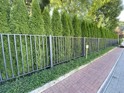 Как создать красивый забор с помощью растений: изображение