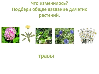 Растения луга картинки с названиями