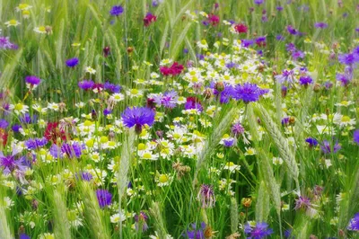 Самые красивые луговые цветы (50 видов с фото и описанием) | Дачник.RU |  Дзен