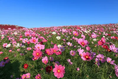 Красивая поляна цветов - 71 фото