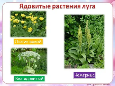 Летние зеленые растения лугов, зеленый, Луг, степь фон картинки и Фото для  бесплатной загрузки