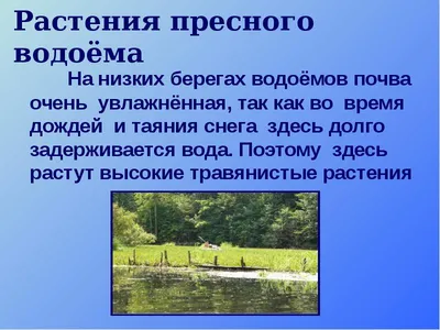 Водные растения, растения для водоемов: фото и названия - GreenInfo.ru