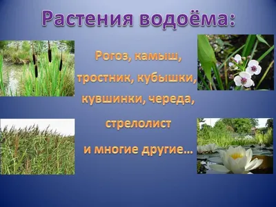 Урок окружающего мира «Жизнь в пресных водоемах». 4-й класс