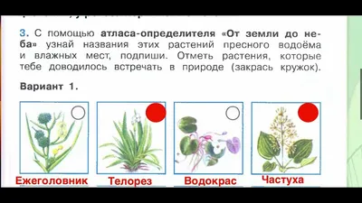 Жизнь пресного водоёма - презентация, доклад, проект