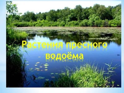 Растения под охраной