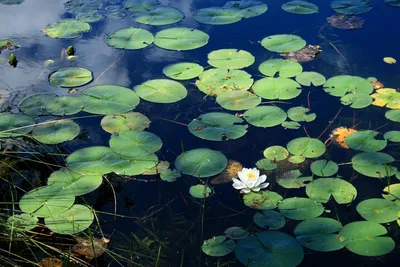 Какие растения выбрать для дачного пруда🌱 | Школа садовода | Дзен