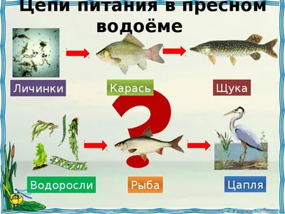 С помощью атласа опредилителя от земли до неба узнай названия этих растений  пресного водоёма - Школьные Знания.com