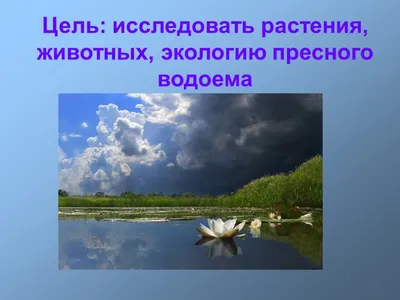 Водоем и прибрежно-водная растительность