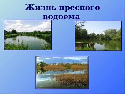 Составьте 2-3 цепи питания, характерные для сообщества пресного водоёма.