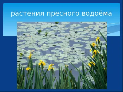 Презентация на тему: \"Жизнь пресного водоема. Поверхность водоема покрыта  маленькими зелеными листочками. Это растение ряска.\". Скачать бесплатно и  без регистрации.