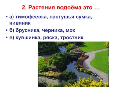 с помощью атласа определителя от земли до неба узнай названия этих растений  пресного водоёма и - Школьные Знания.com