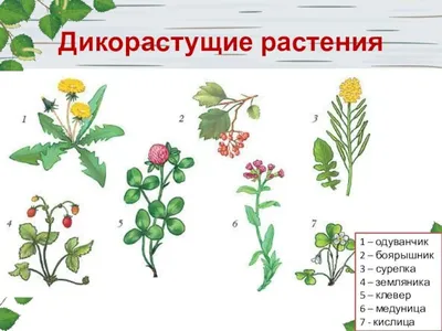 Как поливать атмосферную тилландсию – Air Plants