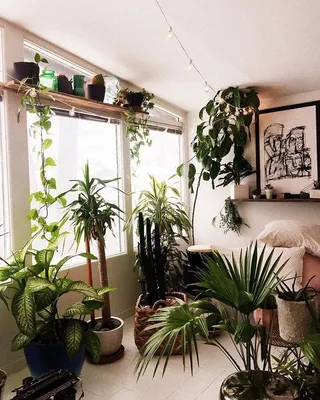 Растения в доме фото фотографии