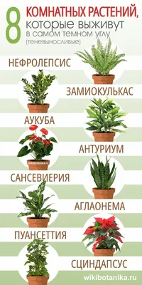 8 комнатных растений, которые выживут в самом темном углу | Комнатные  травы, Растения, Комнатные растения