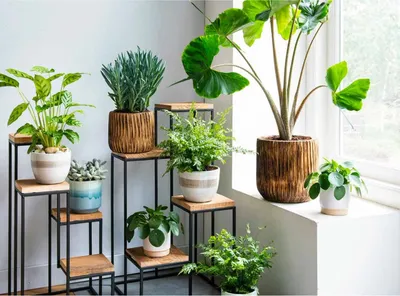 Как использовать комнатные растения для декора помещения