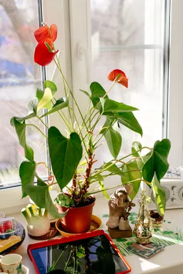 Комнатные растения, приносящие в дом несчастье, счастье и любовь: маранта,  драцена и другие | Houzz Россия