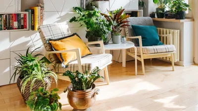 Растения, увлажняющие воздух в квартире: топ-10 комнатных цветов | AD  Magazine
