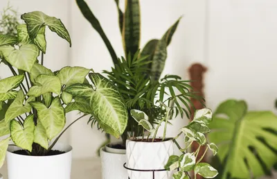 Растения для дома: как выбрать самые неприхотливые, как ухаживать | РБК  Стиль