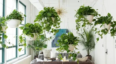 7 вьющихся растений, которые вы можете легко вырастить в квартире | ivd.ru