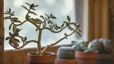 Комнатные растения, приносящие удачу, деньги, счастье: 5 лучших вариантов  для вашего дома