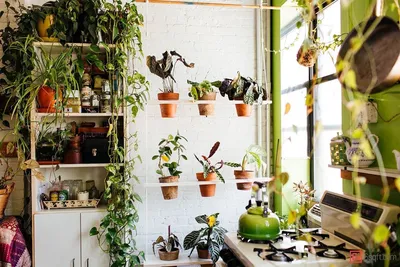 ТОП-15 комнатных растений, которые можно держать дома